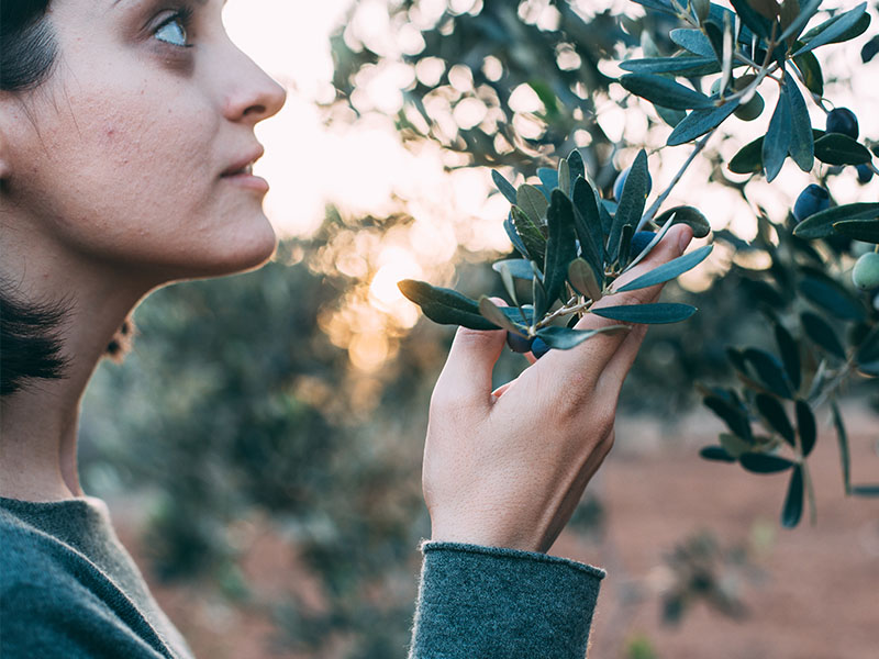 Study spanish - EspaƱol entre olivares